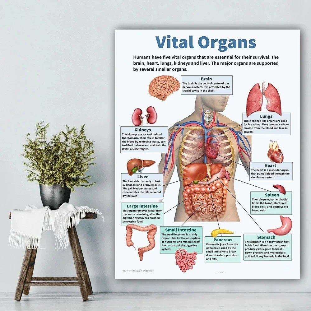 Biology Education Organs Brain Liver Heart Anatomy Poster And Prints Wall Art Canvas Painting For Living Room Home Decor
