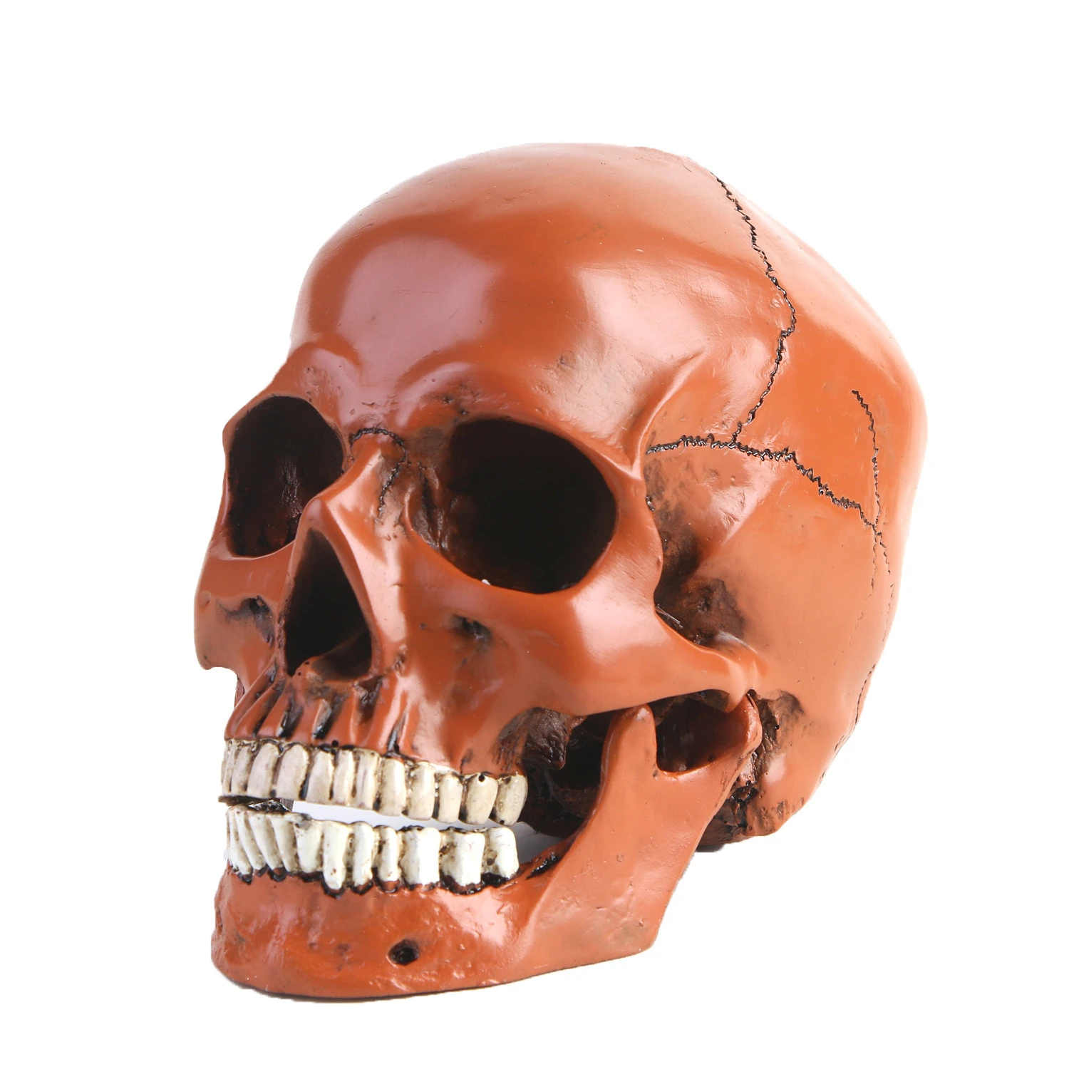 

Human Head Skull Model Replica Resin Skull Decoration Statue Home Room Decoration Skull Sculpture Halloween Decoration Figurine