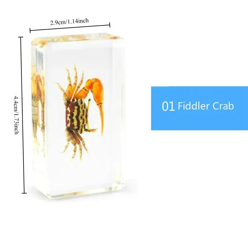 1Pc Creative Clear Amber Resin Insect Specimen Reading Tools Home Decor Teaching Aids