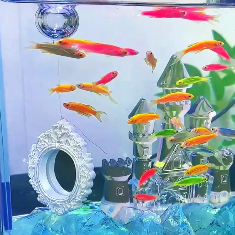 Training Mirror Floating Aquarium Decor Vintage Frame For Fighting Fish Exercise Tank Landscape Enrichment Ornament Betta