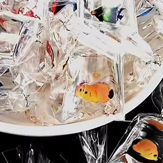 1 PC 樹脂金魚チャーム小さな魚水バッグペンダントキーホルダー DIY クラフト用品ドールハウスアクセサリー