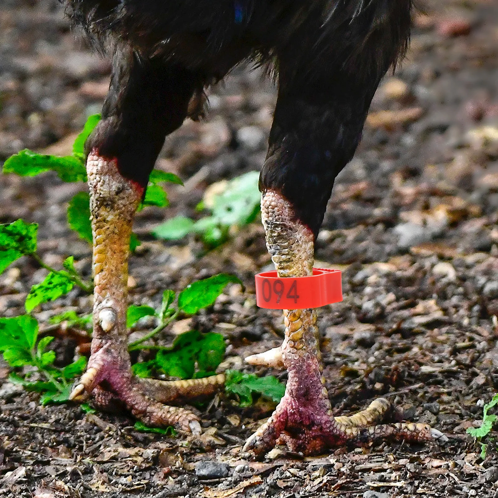 

200pcs Chicken Rings Durable Plastic Poultry Feet For Bird Identification Rooster Leg Bands Pigeon Supplies Farm Marker Tools
