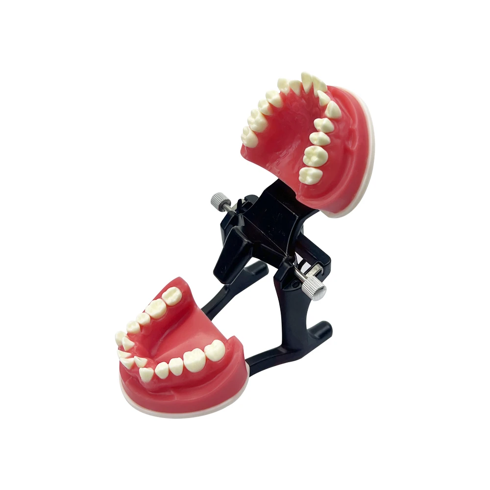 Thumbnail 3 - #65 Dental Teaching Models List of Top Picks