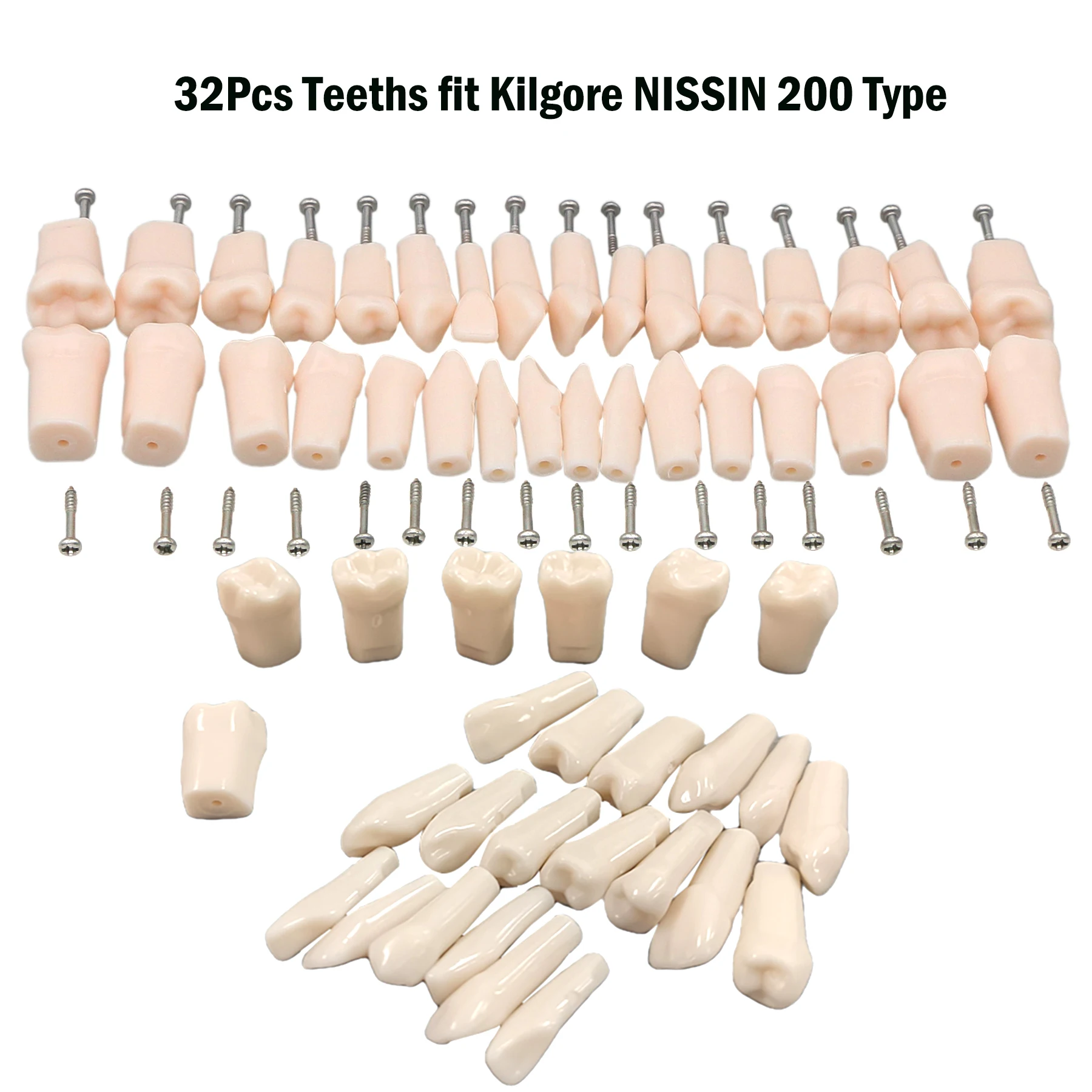 Teeth Dental Model For Training Compatible NISSIN 200 Type Simulation Resin Tooth Particles Dental Dentist Students Practice