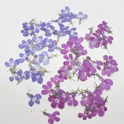 60pcs Pressed Dried Lobelia Erinus Flower Plant Herbarium For Jewelry Postcard Invitation Card Phone Case Bookmark Craft&Art