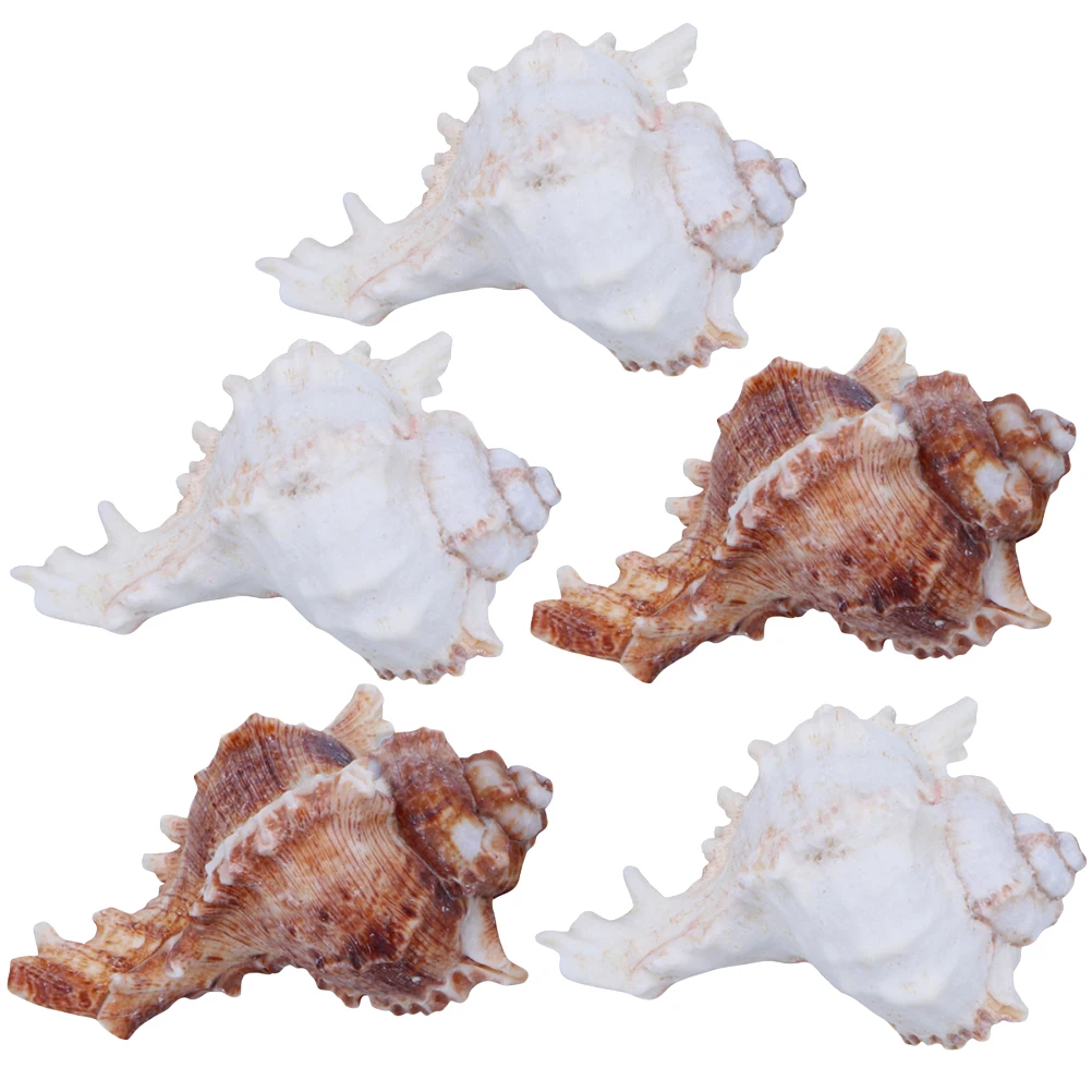 

5pcs Big Natural Conch Cleaned Polished Sea Shells Aquarium Decoration Home Decor Fish Tank nament Safe Kids Toys Unique Shells