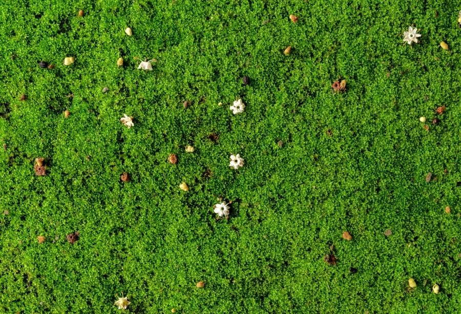 Green Leaves Spring Grass Hay Stack Backdrop Newborn Baby Birthday Wedding Party Photography Backgrounds Photo Studio Props