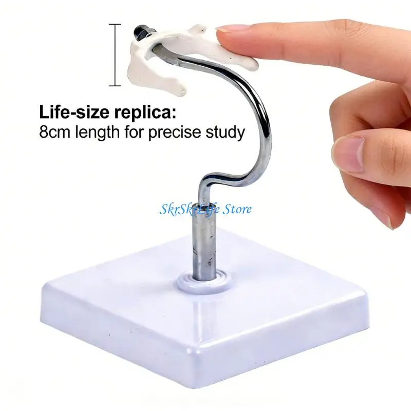 

E65E PVC Construction Hyoid Bone Anatomical Model Professional Medicals Demonstrator