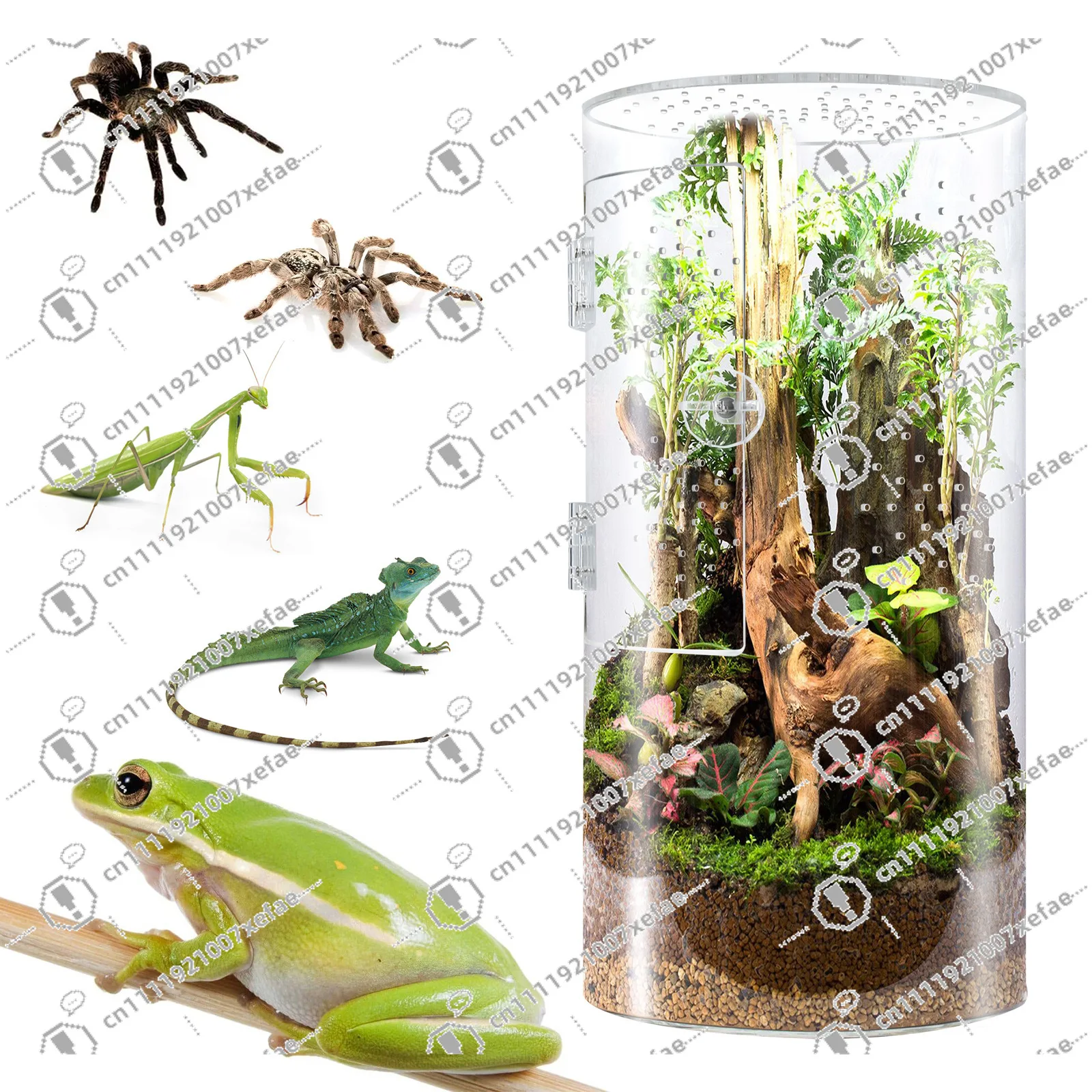 Acrylic Cylindrical Pet Enclosure with Front Door for Jumping Spiders And Reptiles- Transparent
