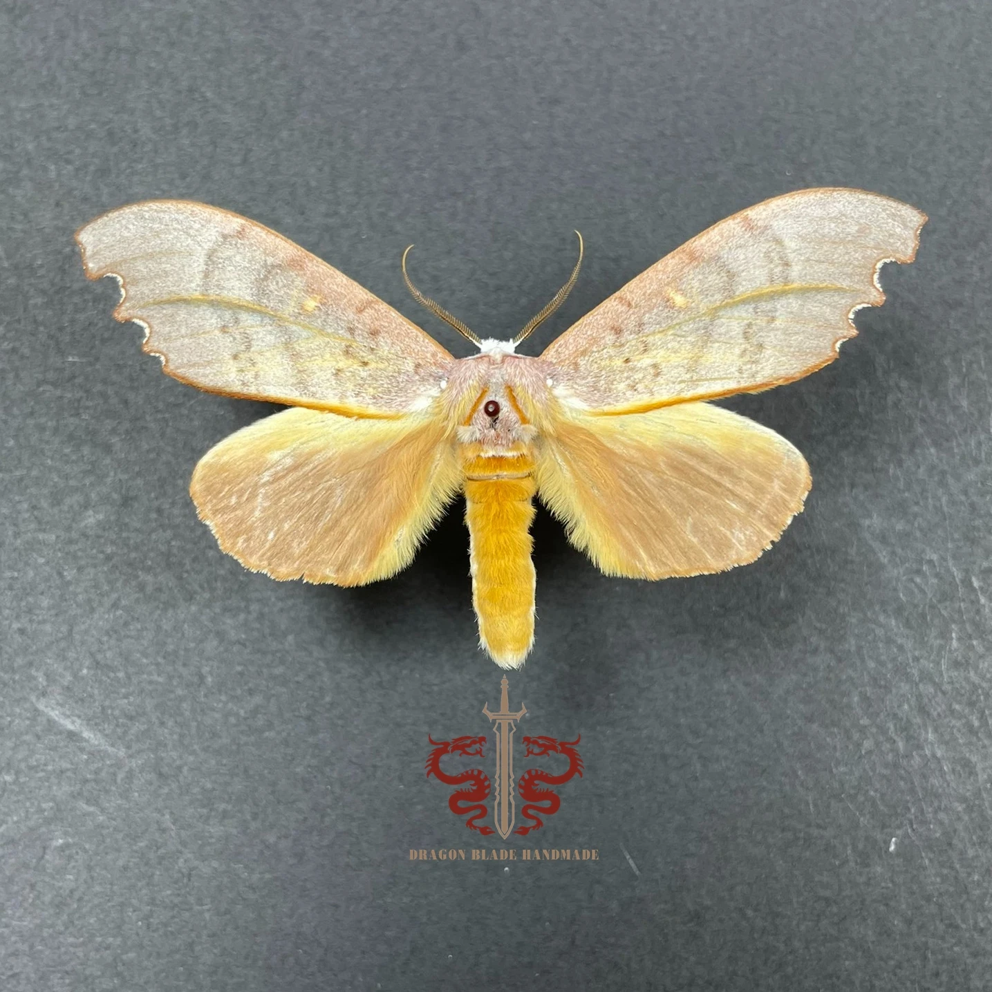 Moth ornament Euhampsonia serratifera, 1pc wings spread A1/A- high quality, Decorative Display Collection Gifts