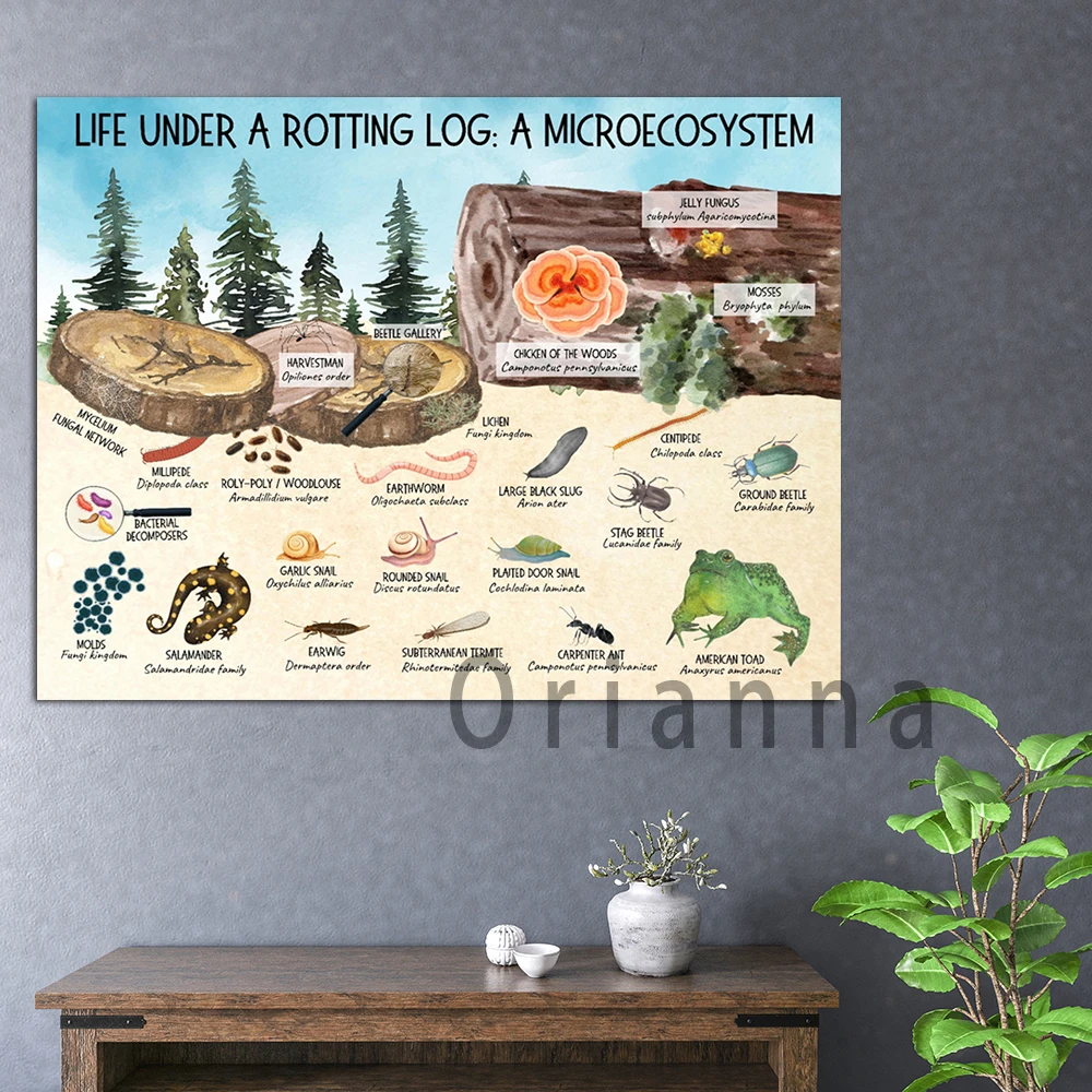 Microecosystem Illustration-Life Under A Rotten Log-Ecosystem Poster-Educational Print-School Classroom Wall Decor-Stem-Forest