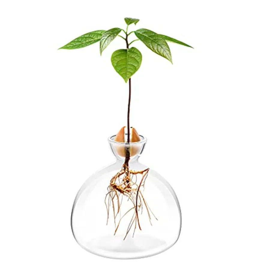 

Стартовый горшок для семян авокадо, ваза, горшок, набор для выращивания деревьев авокадо, стеклянные вазы для выращивания деревьев авокадо дома, набор для выращивания деревьев авокадо