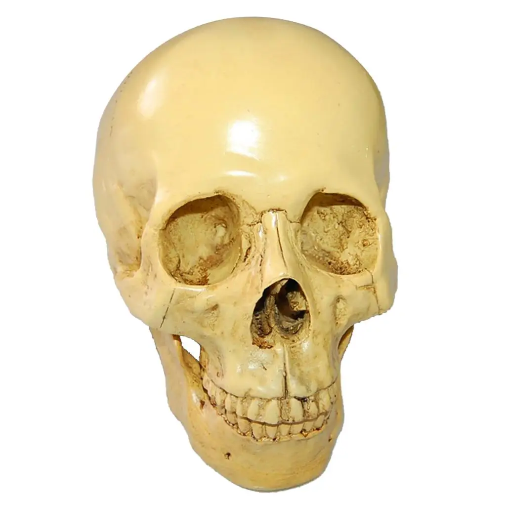 Human Skull Simulation 1:1 Realistic Replica Gothic Skeleton Head Model Figurine