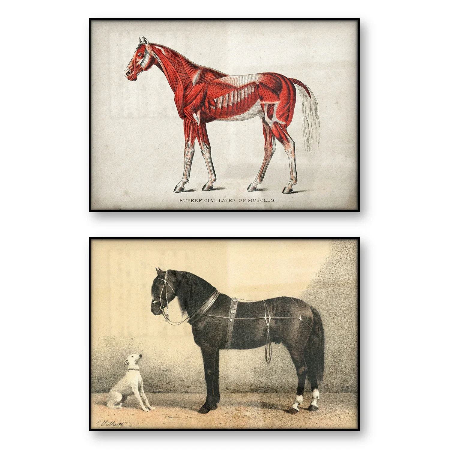 Vintage Horse Poster Medical Illustration Equine Muscular Superficial Layer Muscles Orloff Horse White Dog Picture Wall Art