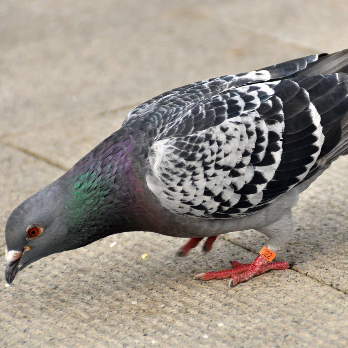 

100pcs 8Mm Digital Eco-Friendly Plastic Opening Design Assorted Colors Durable For Parrots Pigeons Identification Ring Set