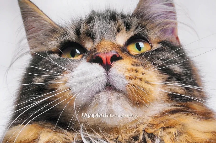 

Axisflying CineON C35 V3 O4 Pro FPV Дрон 3,5 дюйма 6S Cinewhoop Встроенный GPS ICM-42688-P Гироскоп Двигатель 1960KV с системой O4 VTX