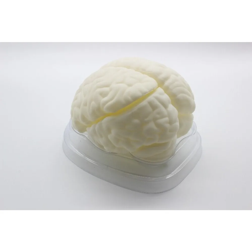 Brain anatomy model, natural size, assembly of human brain structure, hemisphere, teaching biological experimental equipment