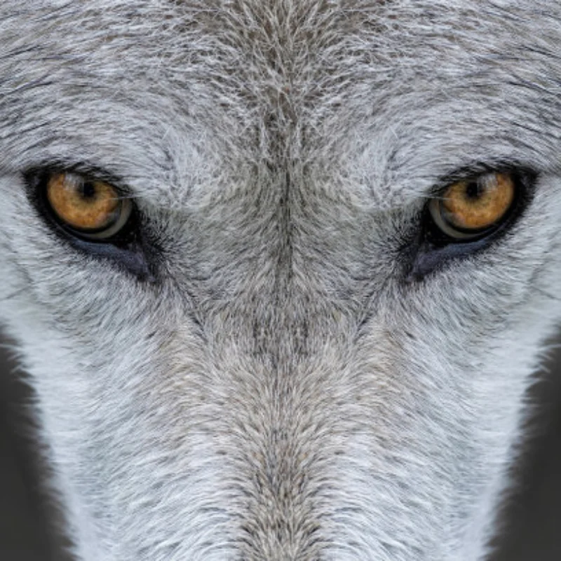 

Metal Transmission Gearbox 370 Motor with Drive Shaft Upgrade Accessories for WPL C14 C24 B24 B36 MN D90 MS RC Car