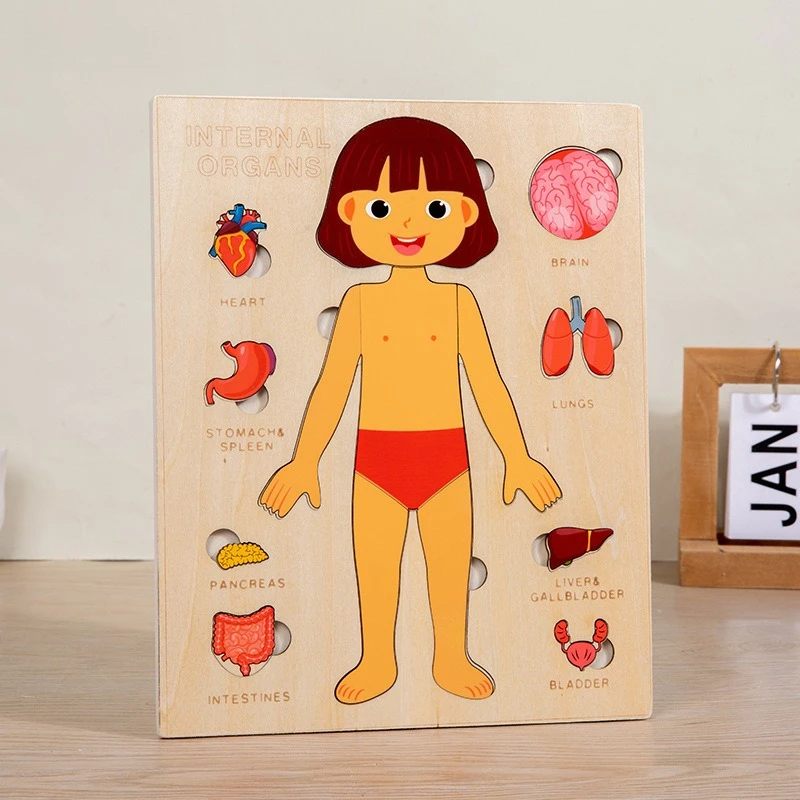 Montessori-Puzzles für den menschlichen Körper, beschäftigtes Brett, Körperteile, Unterrichten, pädagogisches Anatomie-Spielzeug für Kinder, frühes Lernspiele