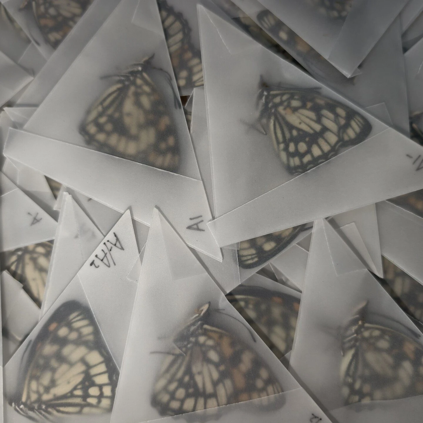 2202 Single Variety Unspread Butterfly Raw Materials A1/A- Grade Wholesale, Individually Packed for Handcraft and Art Creation