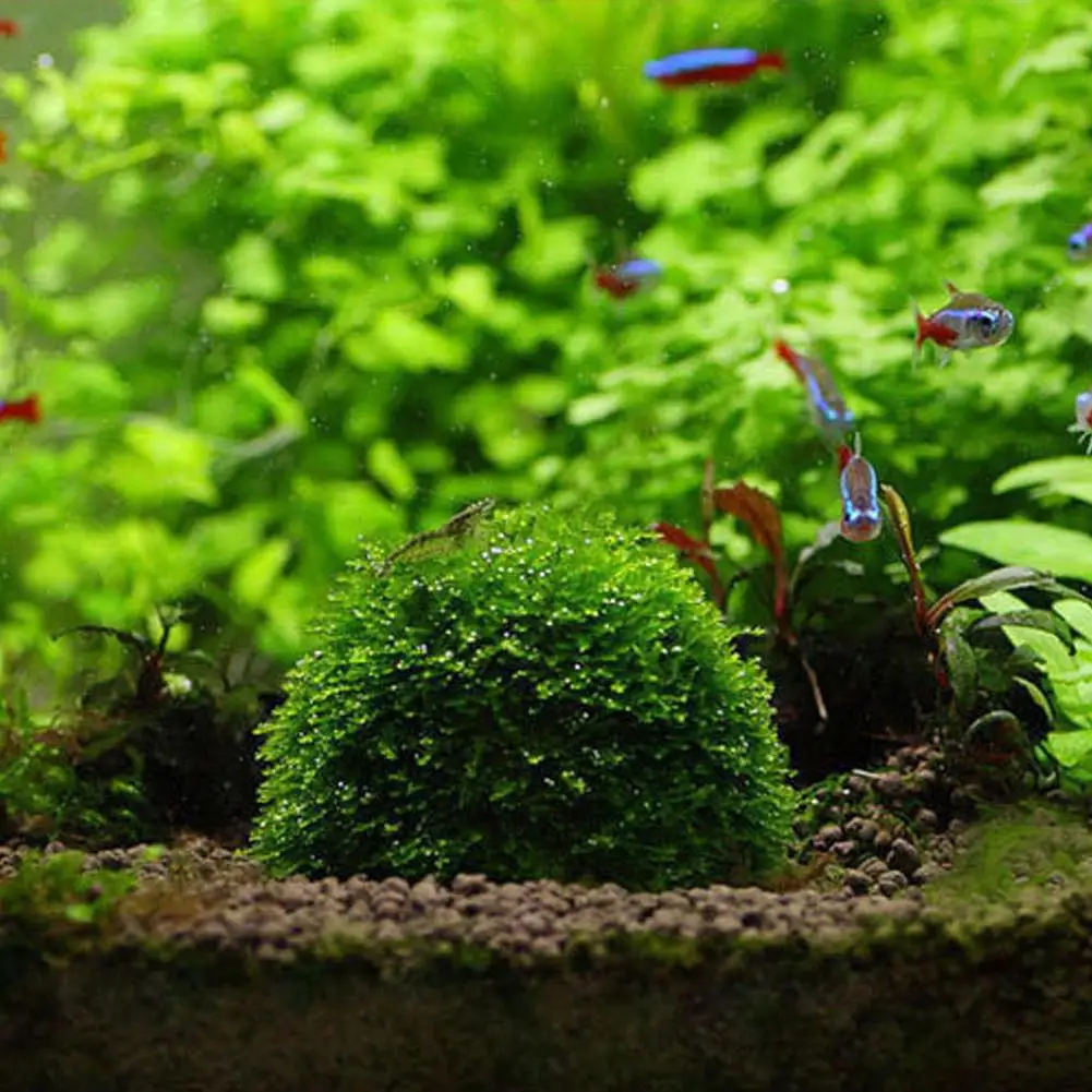 Aquarium Dekoration Pflanzen Bio Moos Ball Halter für Aquarium Kristall Rot Garnelen Haus Aquarium Dekor Filter Zubehör – Detail 11