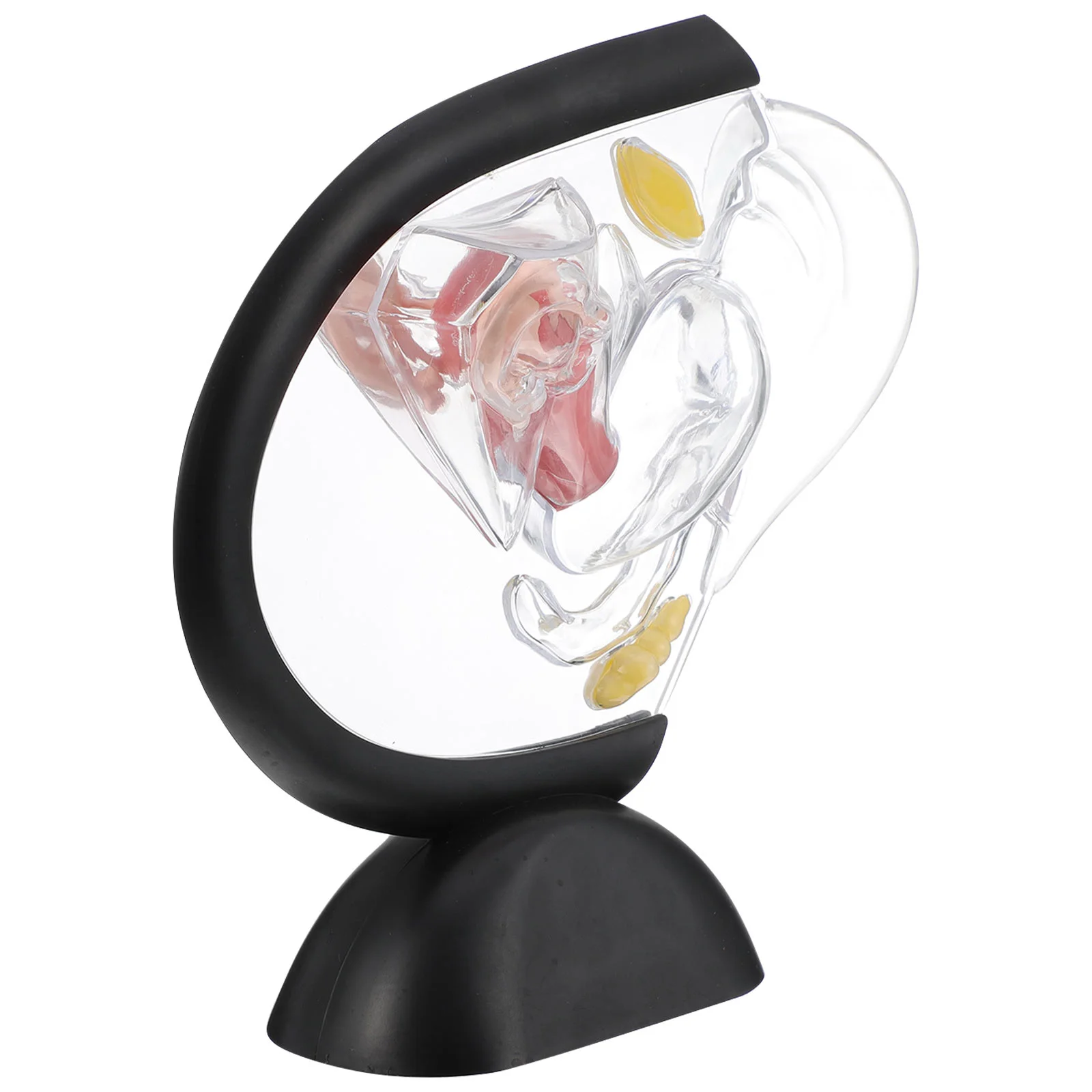 Models Transparent Uterus Teaching Tool Organ Supply Medical Research Wall Visible Human Nurse