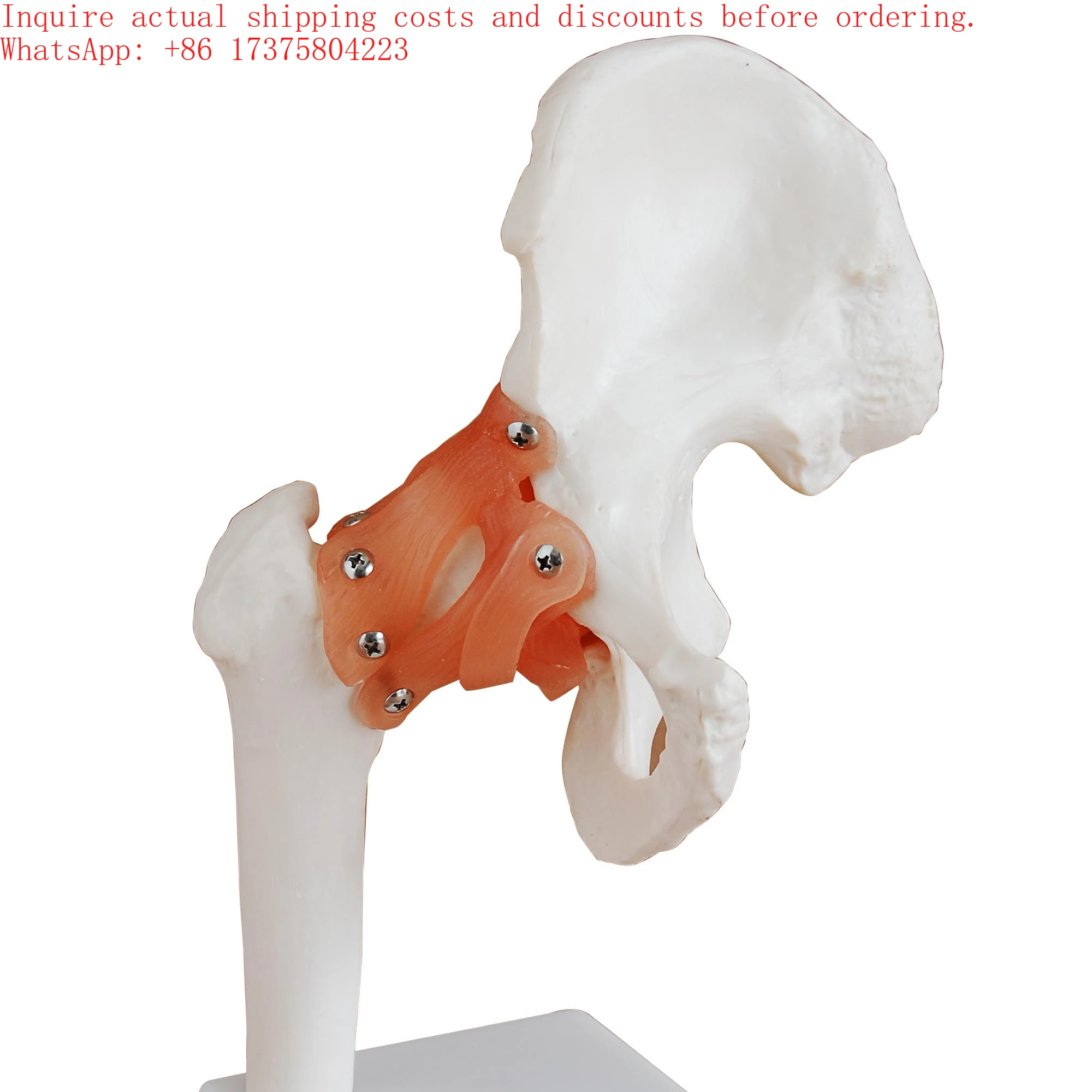 2026 Life-Size Hip Joint