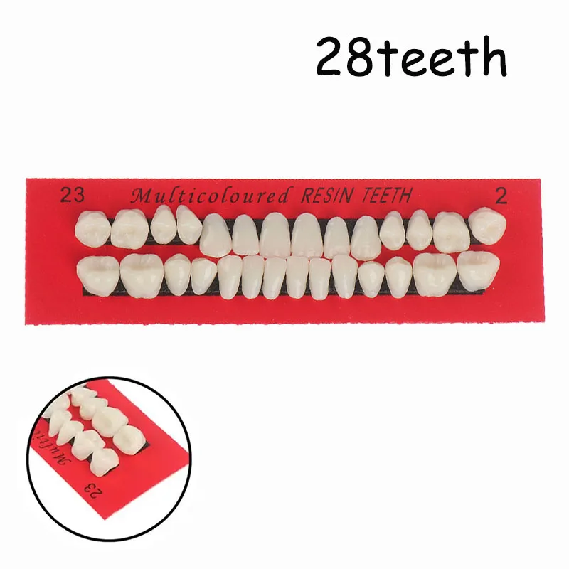 Dental 28 Teeth Resin Denture Teeth Teeth Care Tool Dentistry Bleaching Dental Plate Teaching Model Dedicated Dental Materials