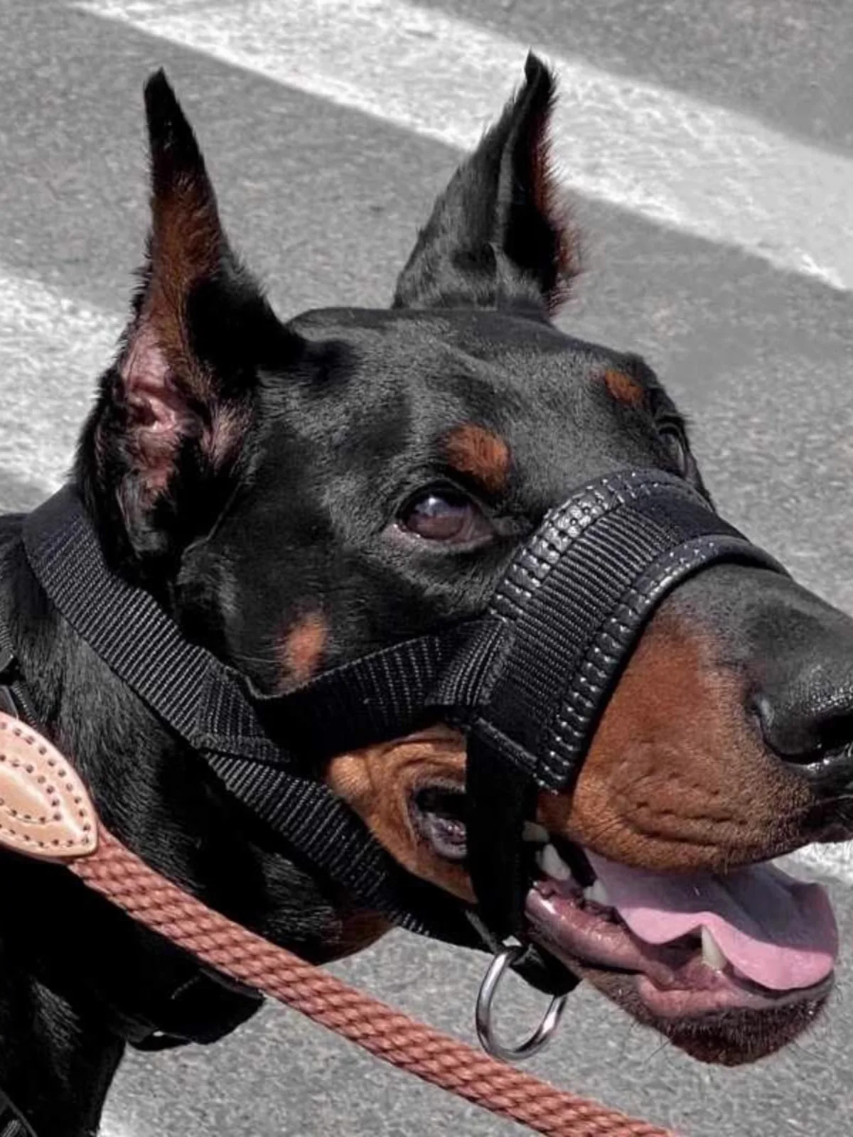 Thumbnail 3 - #27 Pet Muzzles Comparison Guide