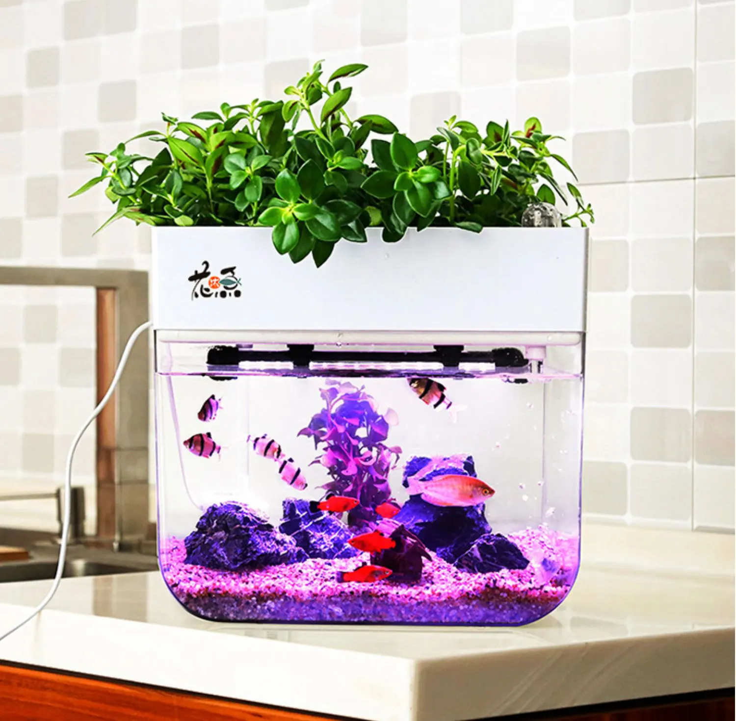 

Good price Aquaponics Hot Sales New Type Mini Indoor Planter System Hydroponic Fish Dish