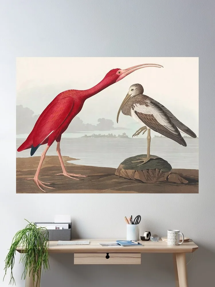 Audubon bird.Red Ibis Photo, Art Print Silk Poster Home Wall Decor