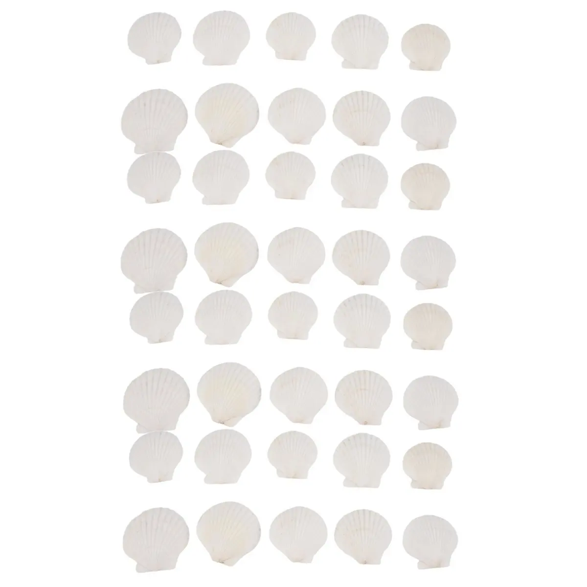 Reliable- 40PCS Natural Scallop Shells 1.4-2.4inch White Small Sea Shells for Crafts Crafting Shell Bulk Real Seashells