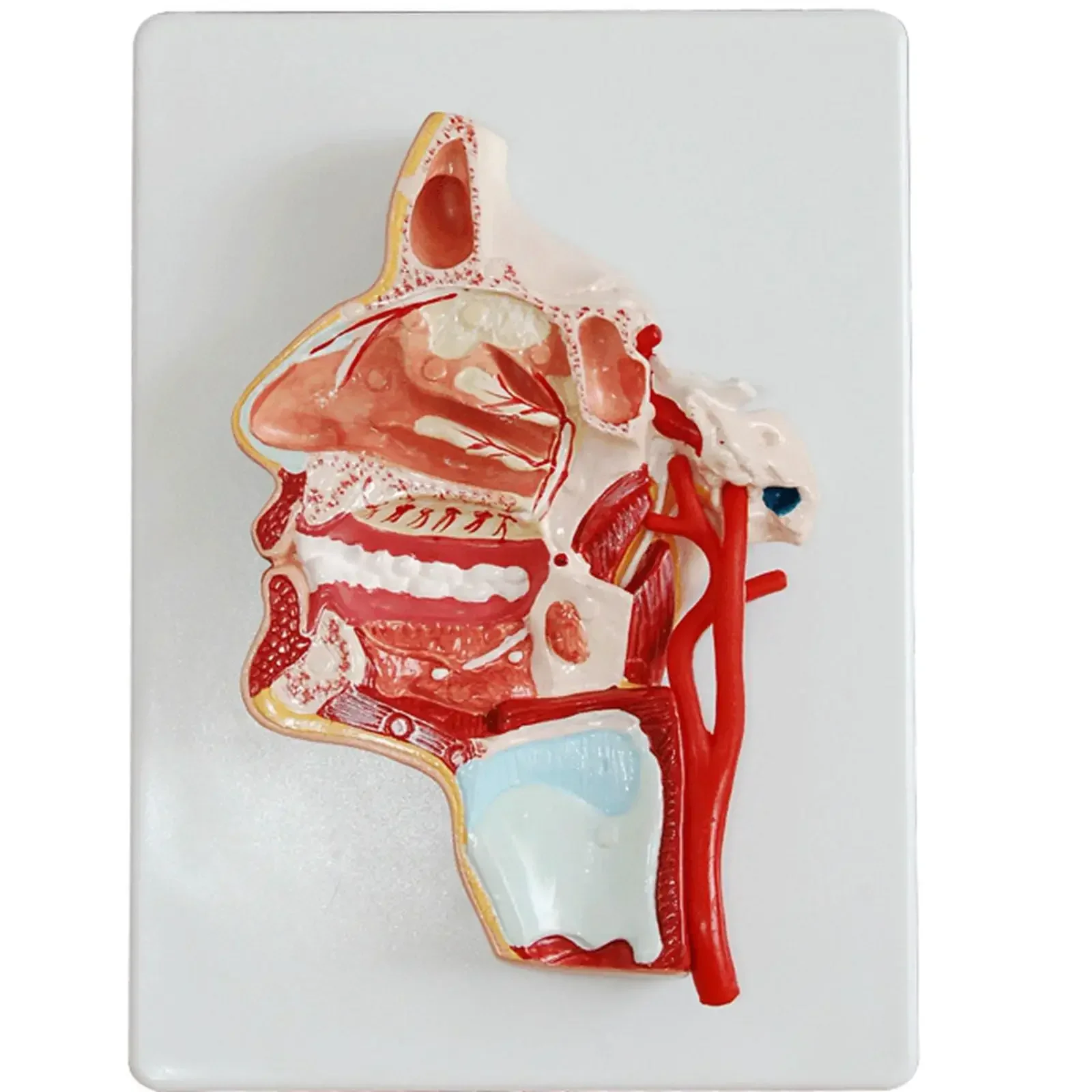 PVC Human Median Section of Head Oral pharynx Anatomical Model Medical Skeleton
