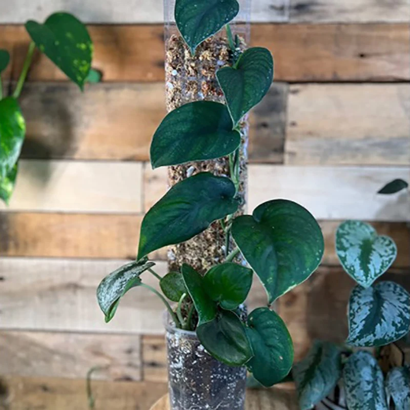 2/4/6Pcs Climbing Plant Water Moss Column Indoor Moss Pole Plants Plastic Pole For Sphagnum Support Potted Plants Sticks Creeper