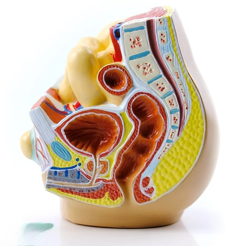 Abdominal/Inguinal/Hernia/Gas Demonstration Model/Abdominal/Hernia/Femoral/Hernia/Disease Demonstration Model