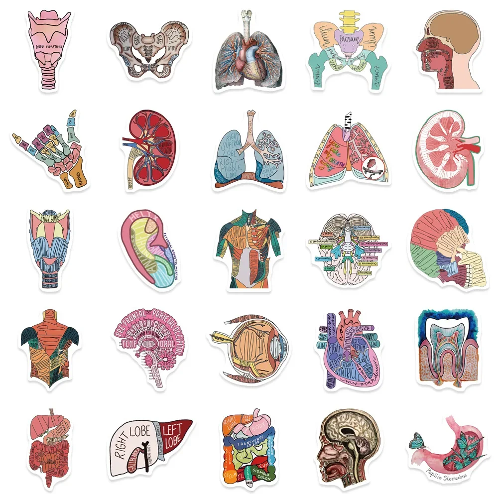 50pcs Cartoon Human Organ Medical Anatomy Stickers Aesthetic DIY Laptop Skateboard Car Waterproof Sticker Classic Toy