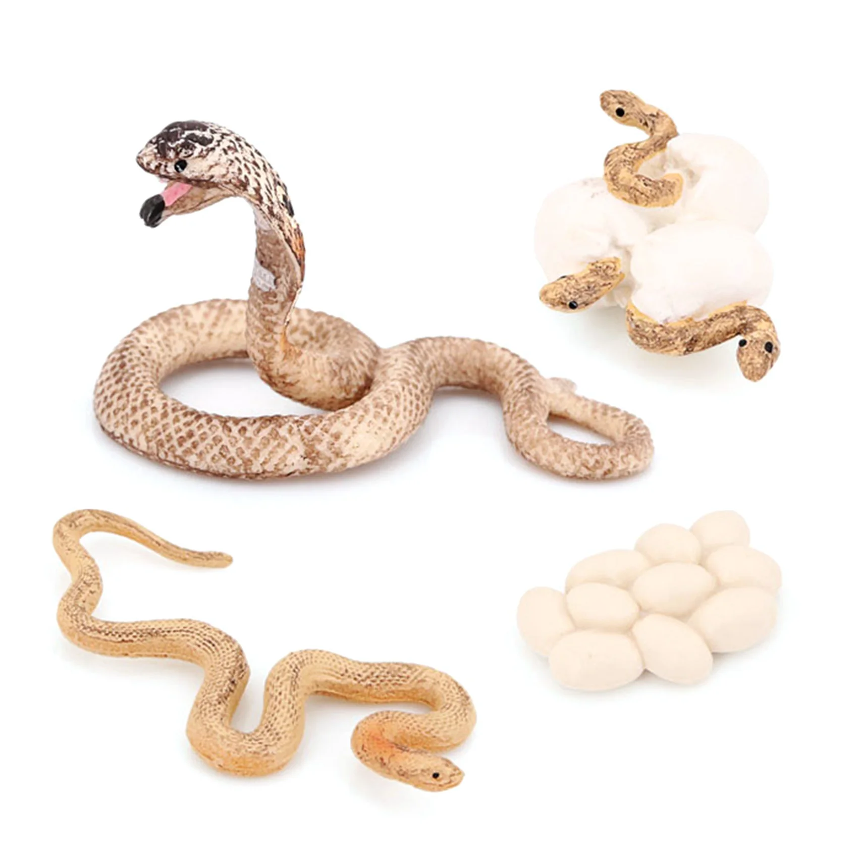 Realistic Animal Life Growth Cycle Biological Model Toys Snake Growth Cycle Biological Model Cobra Growth