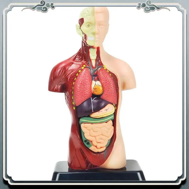 

Human Body Model For Kids Multicolor Plastic Human Torso Anatomy Model Toys 8 Pcs Removable Anatomy Doll With Heart & Organs