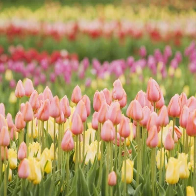 

WLtoys 1/28 284131 k979 k989 k999 RC Car Metal Upgrade Gearbox, Modified Chassis Second Floor Steering Gear Seat and Other Parts