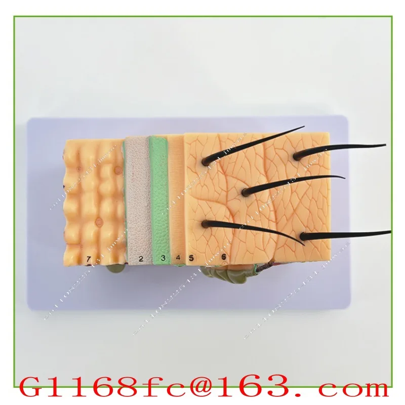 35 Times 50 Times 70 Times Human Skin Tissue Structure Magnification Model