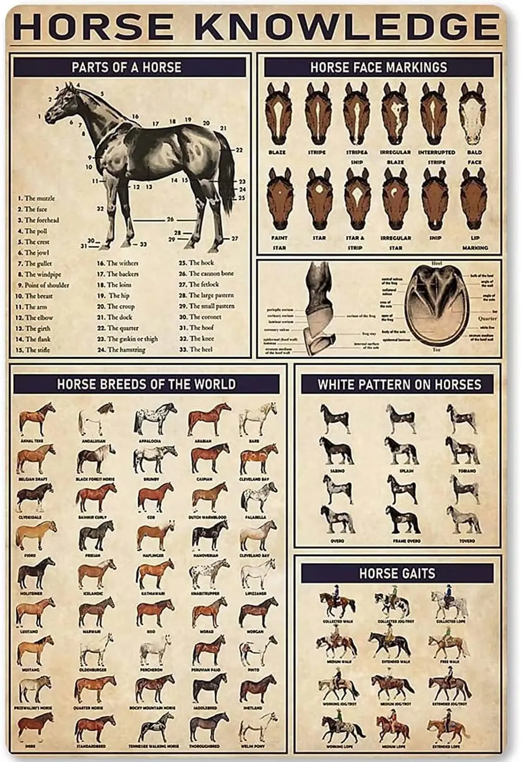 Youpinnong Horse Knowledge – Plaques métalliques sur les races de chevaux du monde, affiche en étain, pour école, ferme, maison, cuisine, enseignement