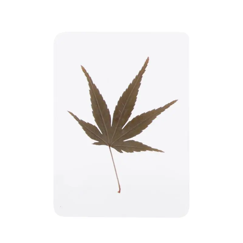 Natural Dried Flowers and Leaves Plant Fillers for Resin Jewelry Pendant Bracelet Scrapbooking DIY Arts Cards