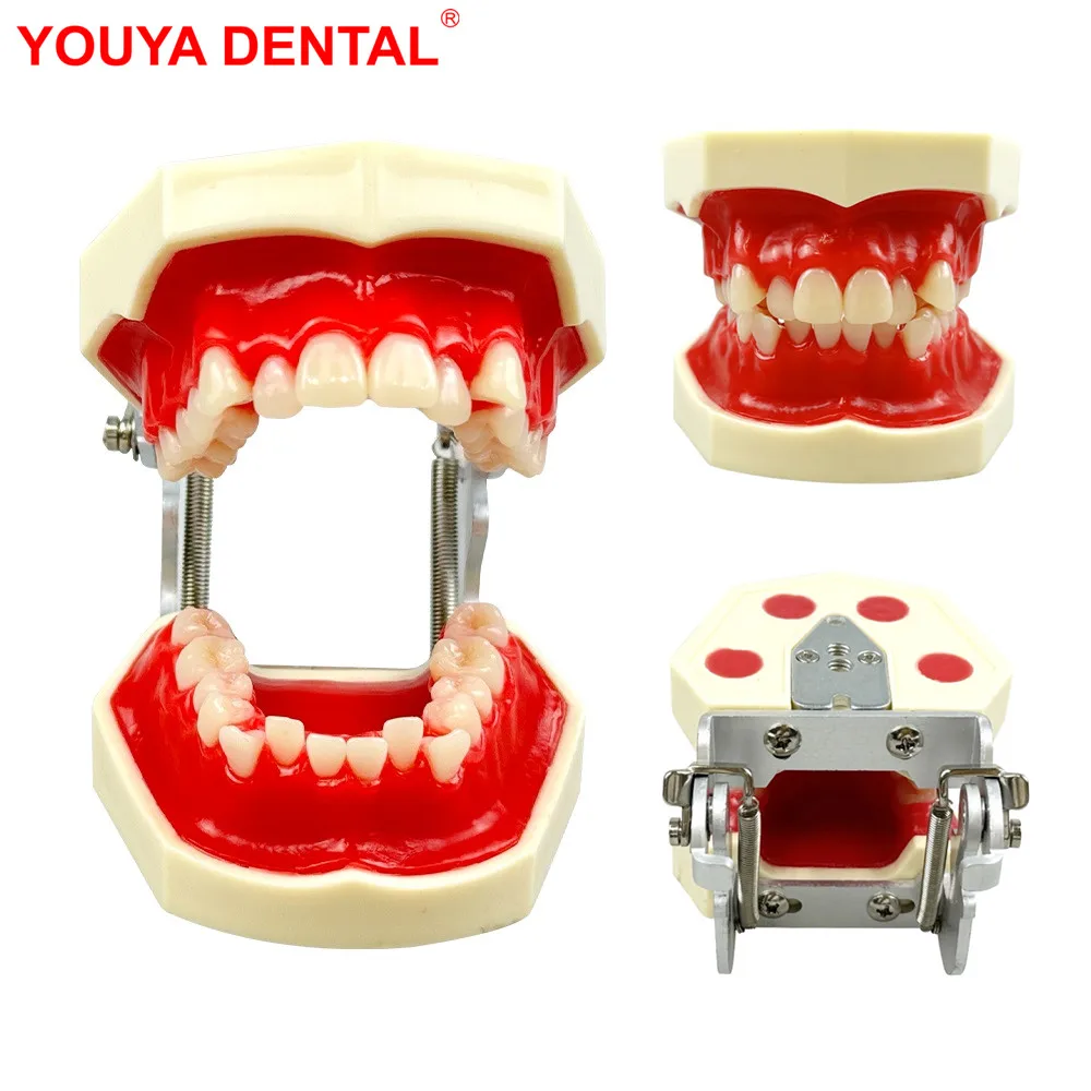 

Dental Practice Model With Red Wax Gum Teeth Model Typodont For Orthodontic Training Teaching Dentist Patient Communication New