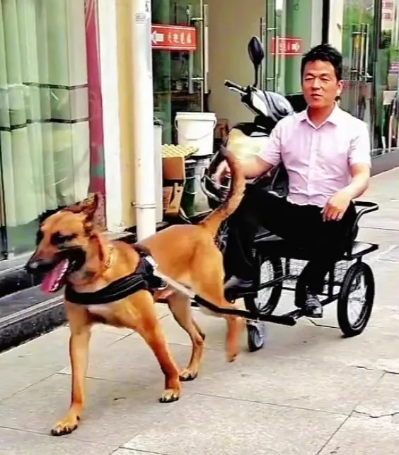 Hundeziehwagen, Hundelaufartefakt Dreirad faltbar, Alaska Deutscher Schäferhund Dobbin Akita Giant Chow Chow Wolf Dog