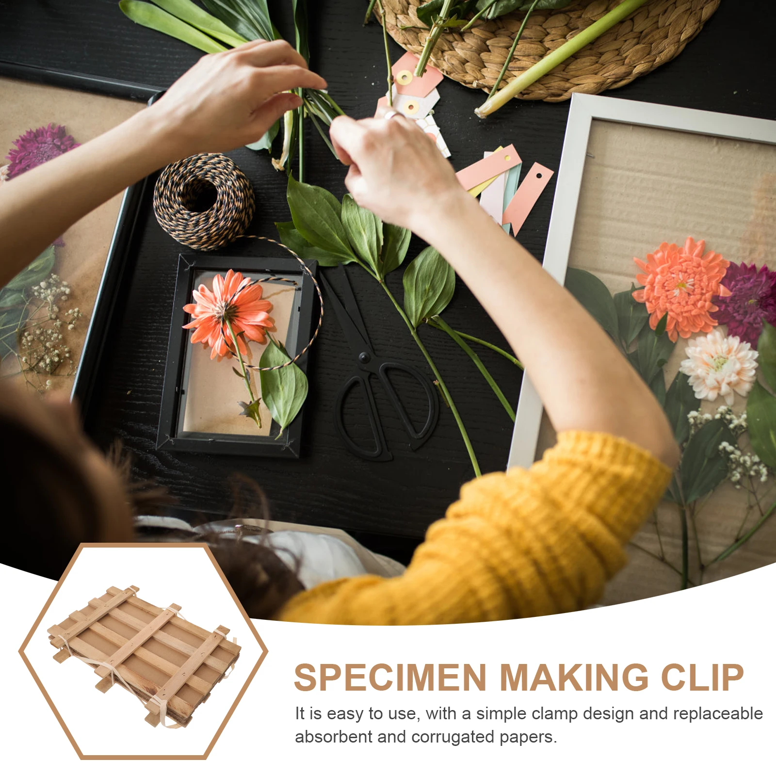 

Wooden Plant Clip Specimen 34x25cm 9 Absorbent Papers 6 Corrugated Papers Herbariums Clamp Craft Chip Board Educational Tool