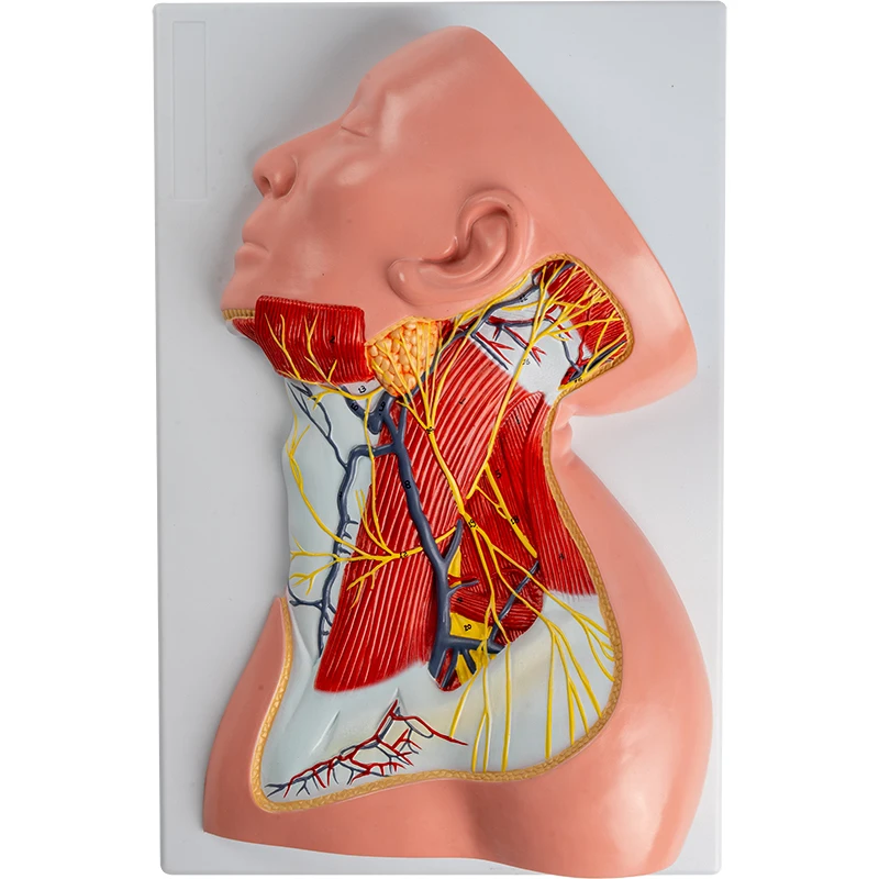 1:1 Head and Neck Muscle Vascular Nerve Anatomical Model Shoulder Pectoral Muscle Deep Muscle Teaching Model Deltoid Muscle