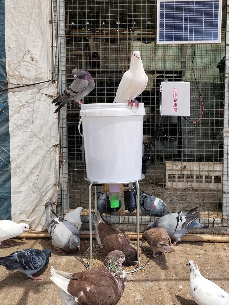 Automatic Chicken Feeder Pigeon Chicken Duck Carrier Pigeon Trough Intellegent Timing Automatic Chicken Feeder Pigeon Supplies