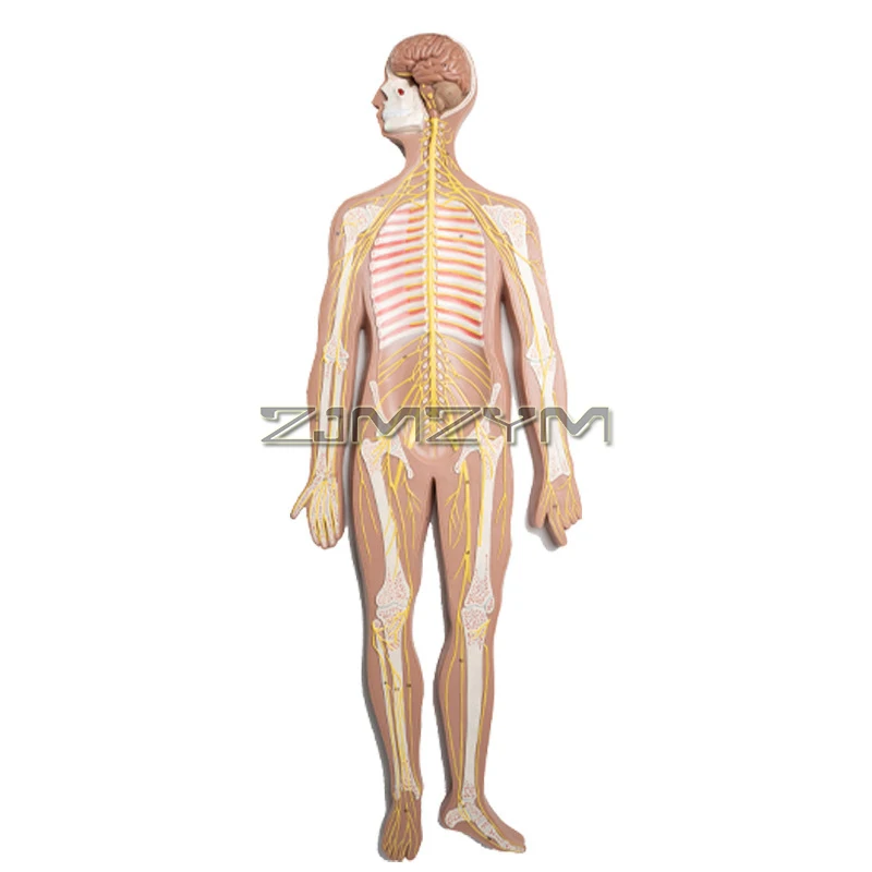 Human Nervous System Anatomical Model, Spinal Nerves & Nervous System Anatomy Model, Spine/Nervous Anatomical Teaching Display