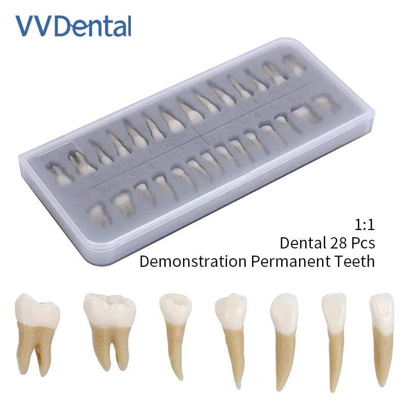 

VV Dental 1:1 Adult Full - Mouth 28Pcs Teeth Resin Model for Dental Implant Demonstration Premium Oral Teaching Material