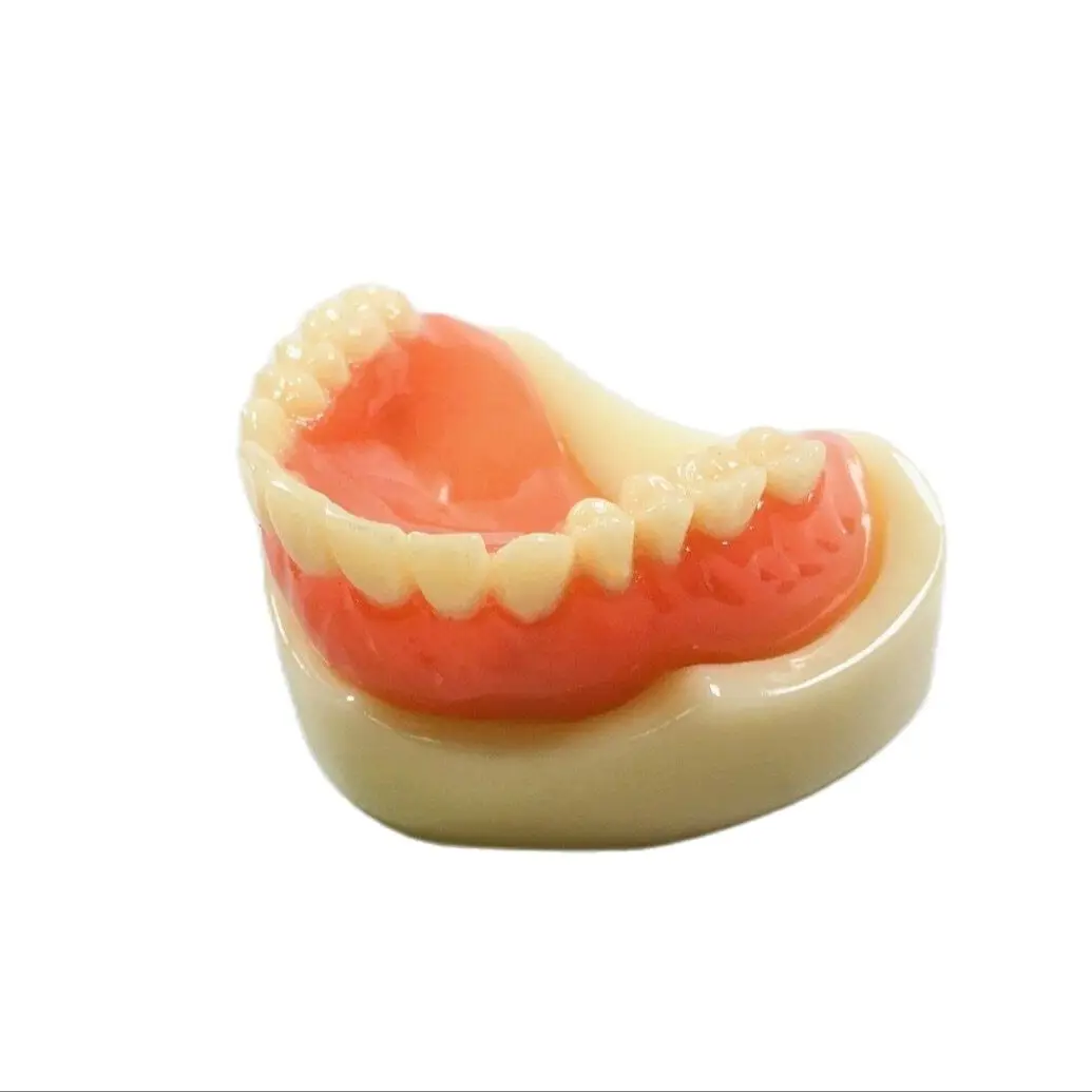 Dental Full Upper Denture Model Magnetic Attachment Study Demonstrate Tool